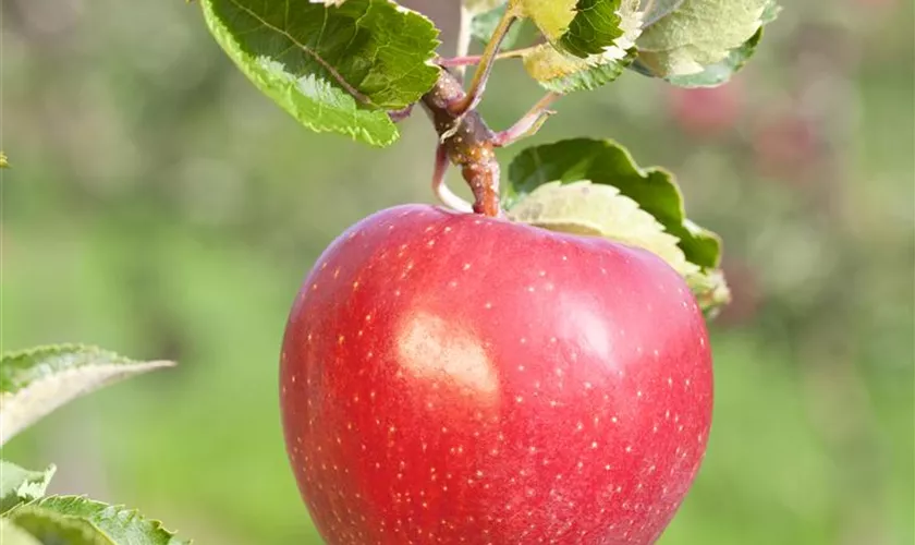 Malus domestica 'Roter Aloisius'