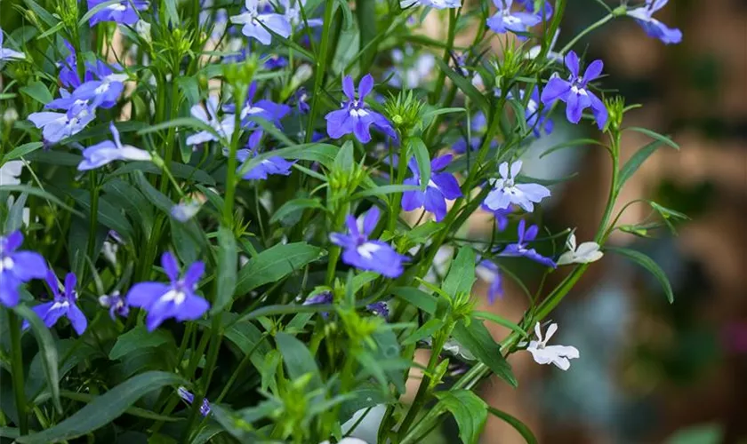 Lobelia erinus pendula