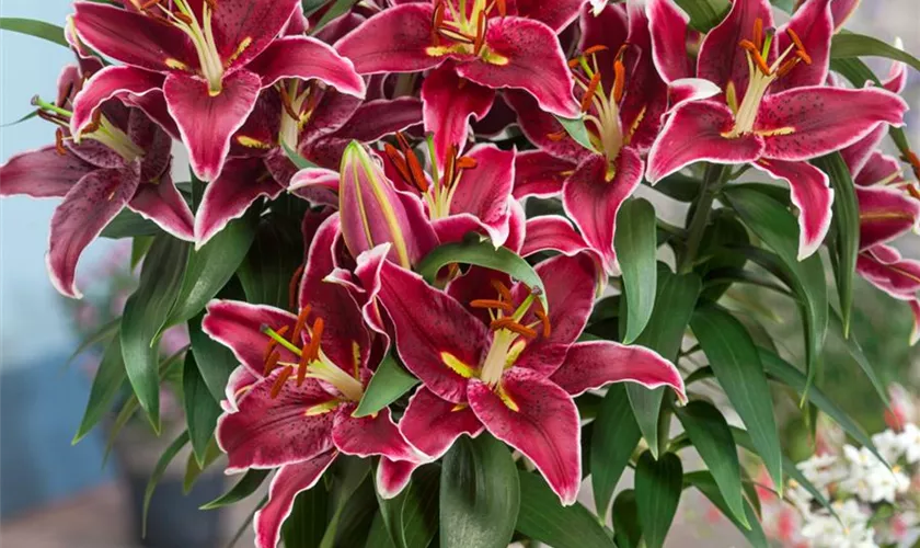 Lilium 'Metopolitan'®