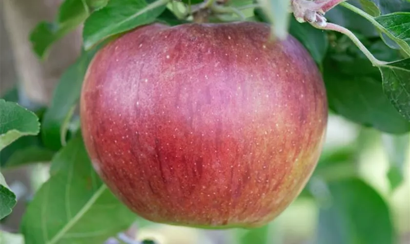 Apfel 'Dubbele Bellefleur'