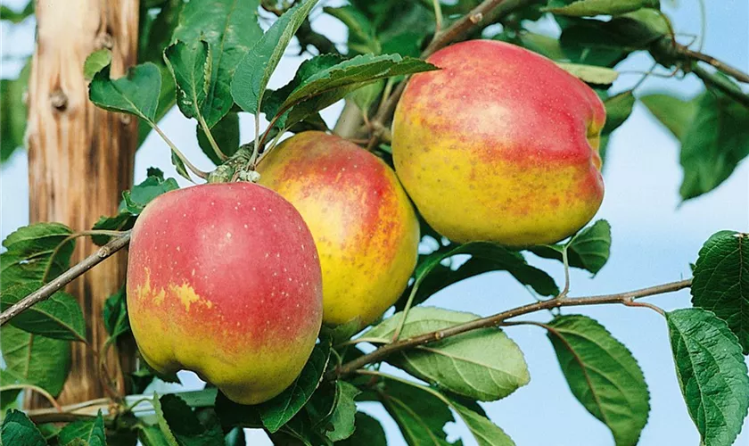 Winterapfel 'Roter Bellefleur'