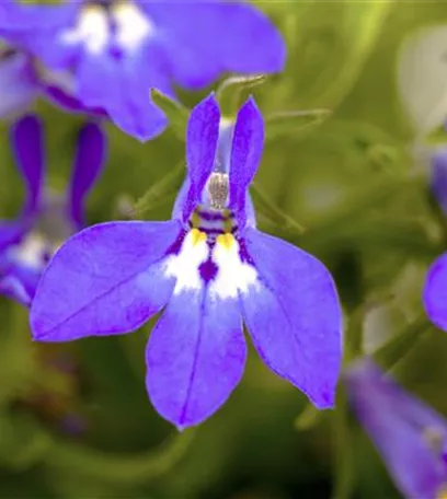 Männertreu – eine gefährliche Sommerliebe mit besonderen Blüten