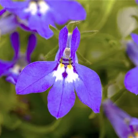 Lobelia erinus 'Summer Love'