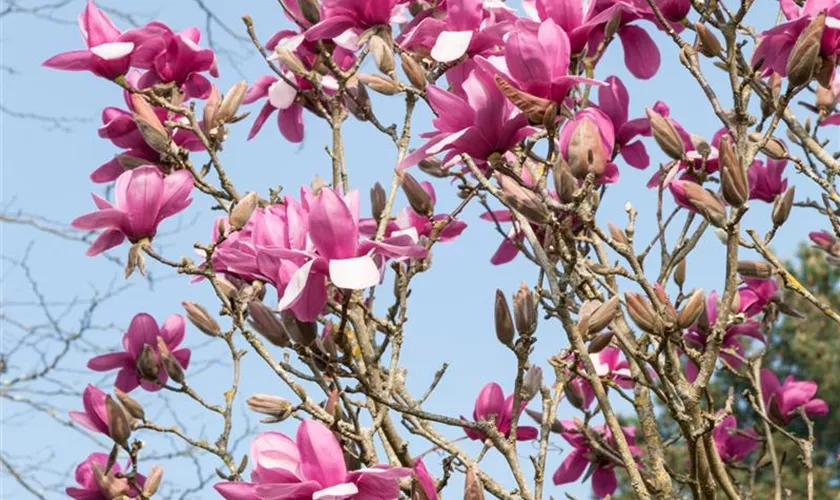 Magnolie 'Joe McDaniel'