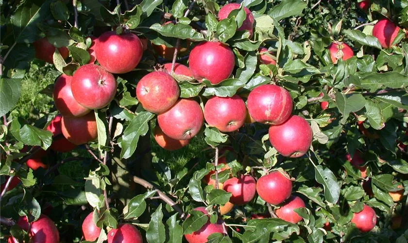 Apfel 'Ecolette'(s)