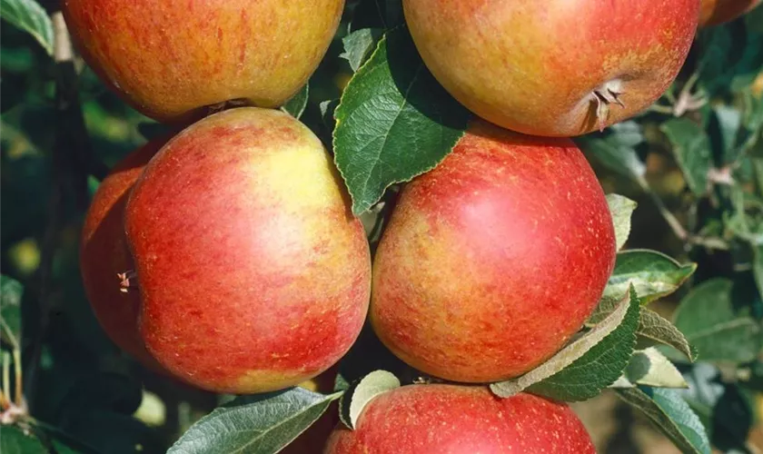 Malus domestica 'Roter Cox Orange'