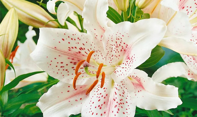 Lilium 'Muscadet'