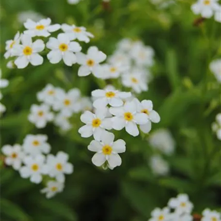 Myosotis scorpioides 'Alba'