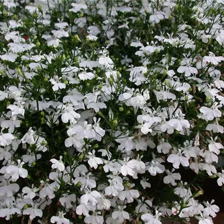 Lobelia erinus 'White Star'