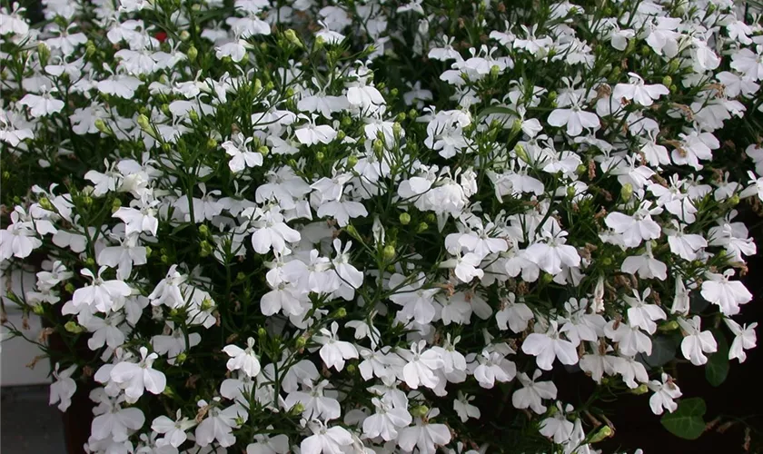 Lobelie 'White Star'