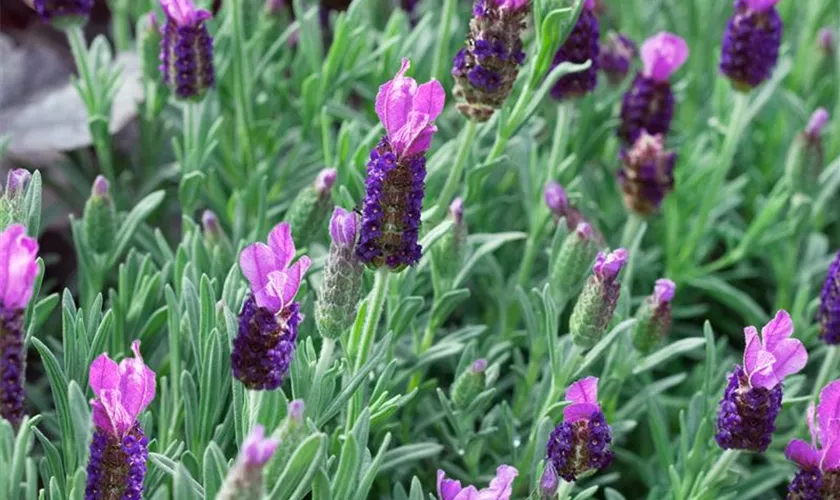 Lavandula stoechas 'Anouk Dark Pink'