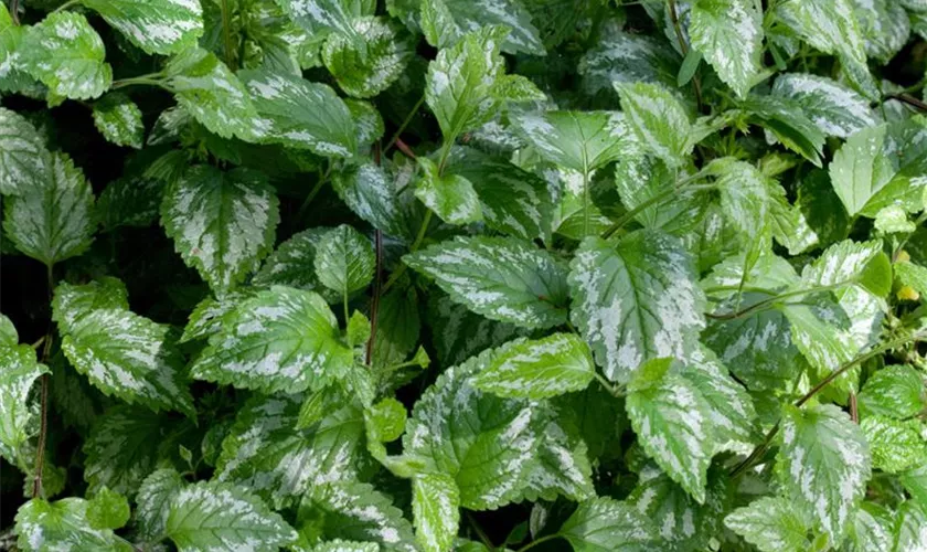 Lamium galeobdolon 'Silberteppich'