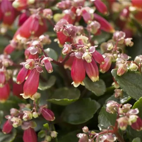 Flammendes Käthchen 'Pearl Bells'