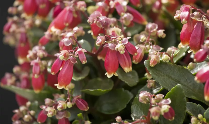 Kalanchoe blossfeldiana 'Pearl Bells'