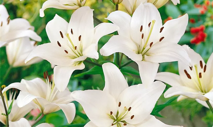 Lilium 'Navona'