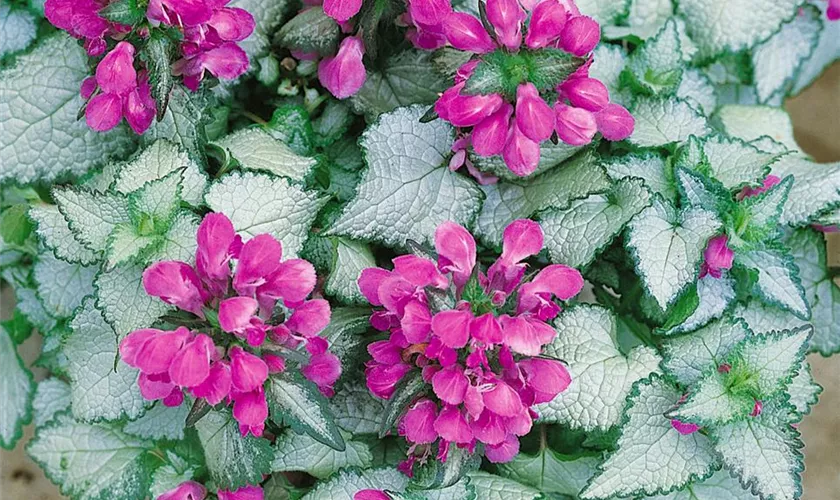 Lamium maculatum 'Beacon Silver'