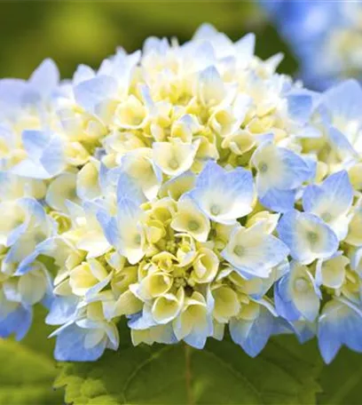 Hortensienarten und ihre wundervollen Eigenschaften