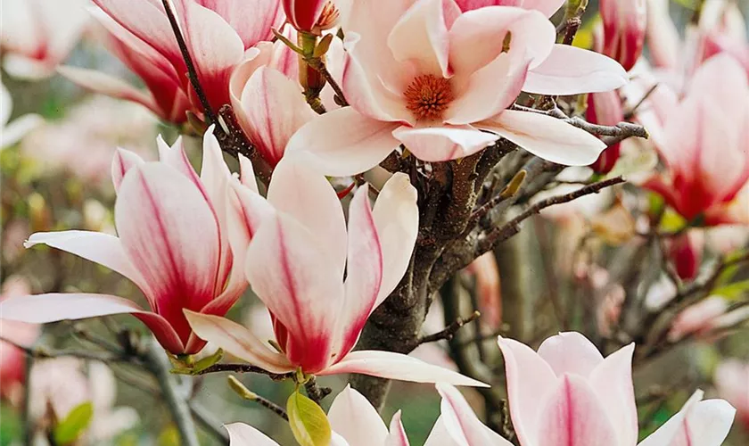 Magnolia 'Sunrise'