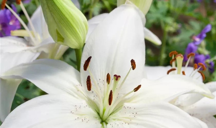 Lilium 'New Wave'