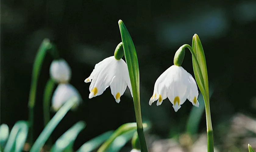 Märzenbecher 'Spring Snowdrop'