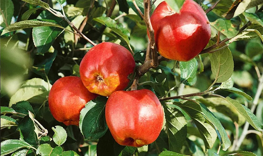 Malus domestica 'Roter Herbstkalvill'