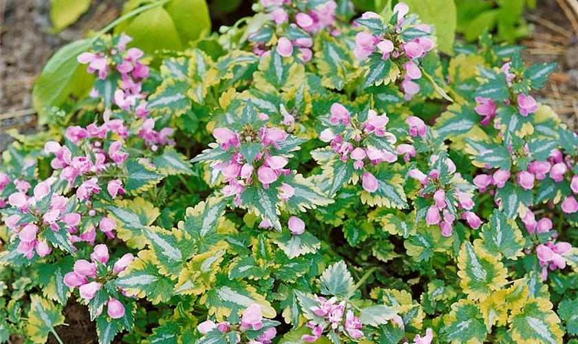 Lamium maculatum 'Anne Greenaway'