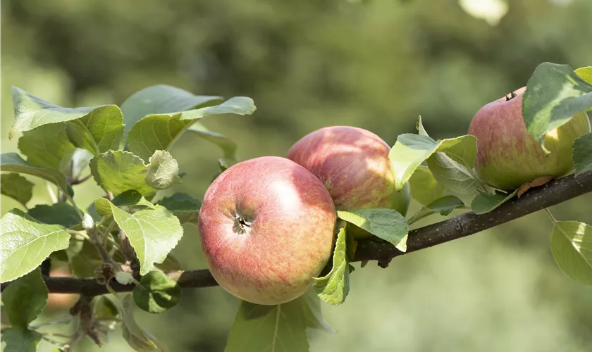 Sommerapfel 'Roter James Grieve'