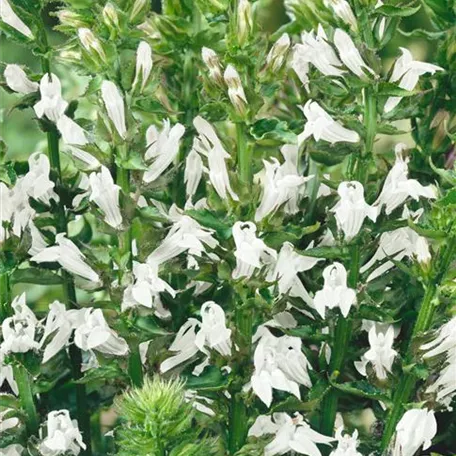 Lobelia siphilitica 'Alba'