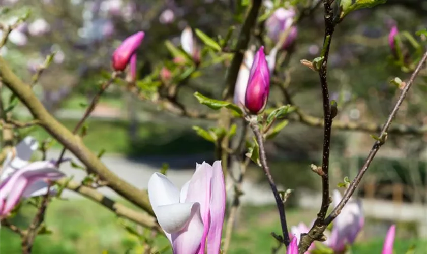 Purpurmagnolie 'Peppermint Stick'