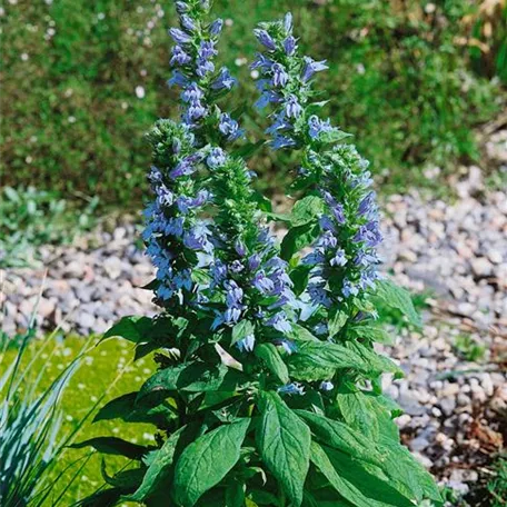 Garten-Lobelie 'Blaue Auslese'