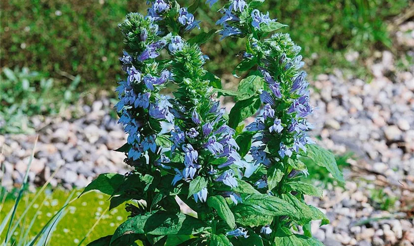 Lobelia siphilitica 'Blaue Auslese'