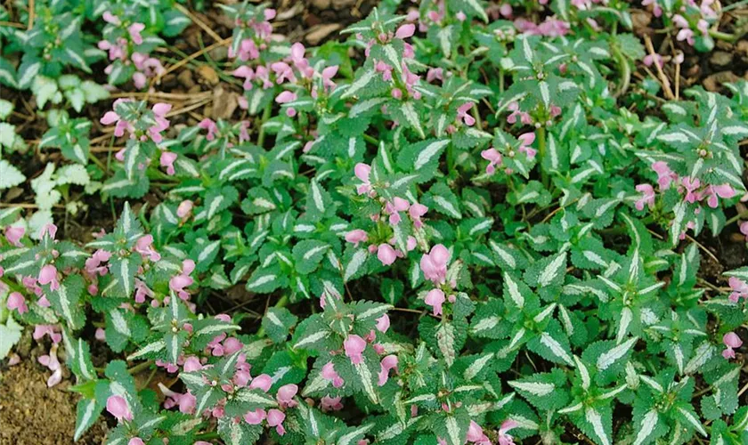 Lamium maculatum 'Chequers'