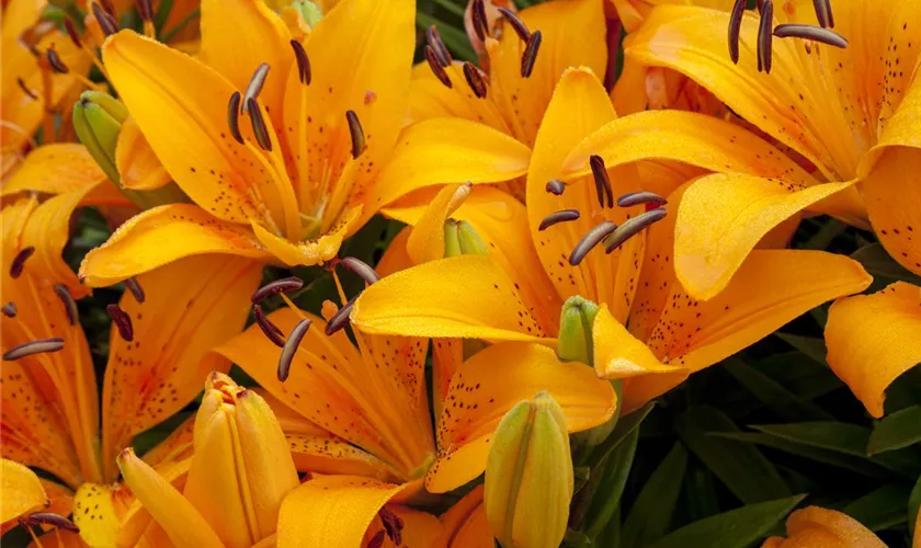 Lilium 'Orange Pixie'