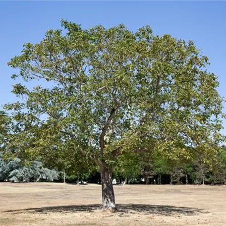 Juglans regia 'Weinsberg 1'