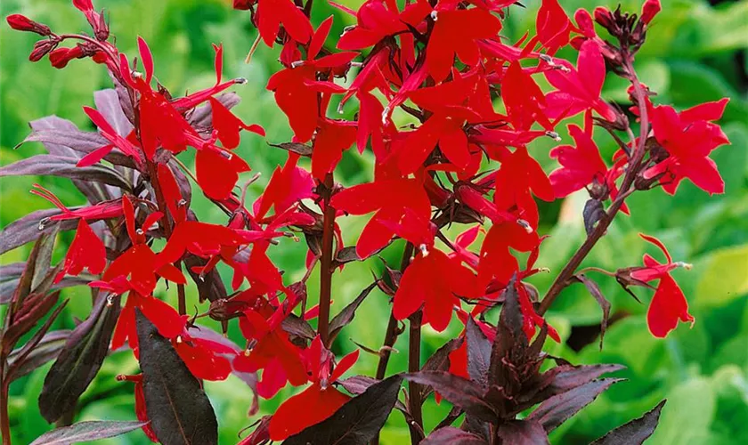 Lobelia splendens 'Elmfeuer'