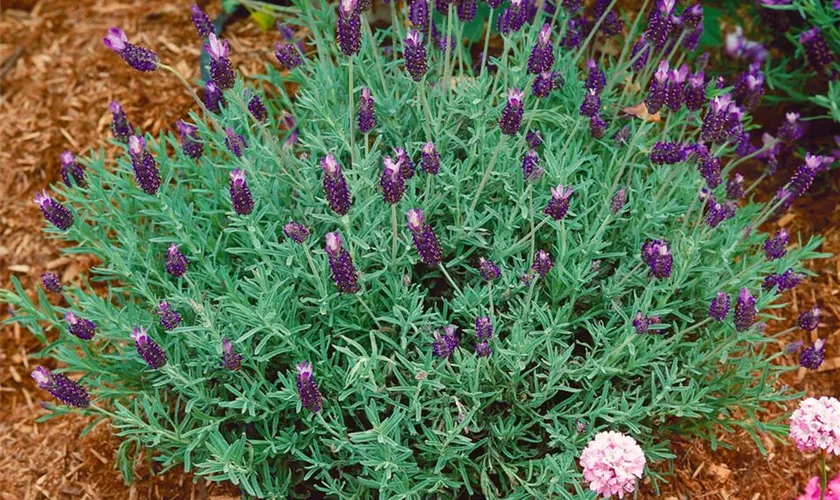 Schopf-Lavendel 'Devon Compact'