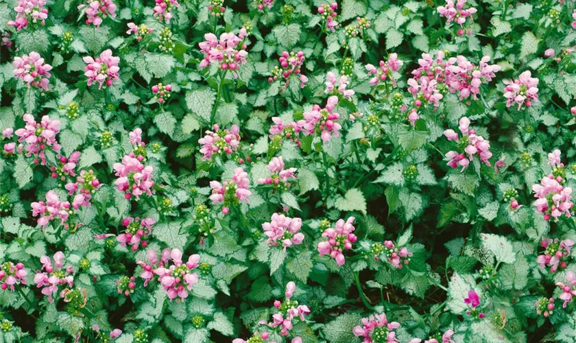 Lamium maculatum 'Pink Pewter'