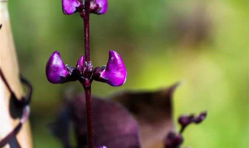 Lablab purpureus 'Violetta'