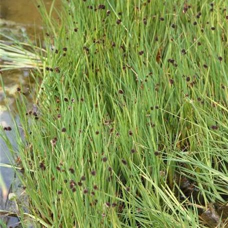 Juncus bullbosus