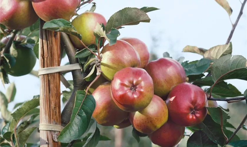 Malus domestica 'Roter Winterkalvill'