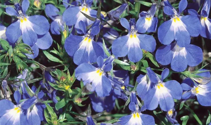 Lobelia valida 'Delft Blue'