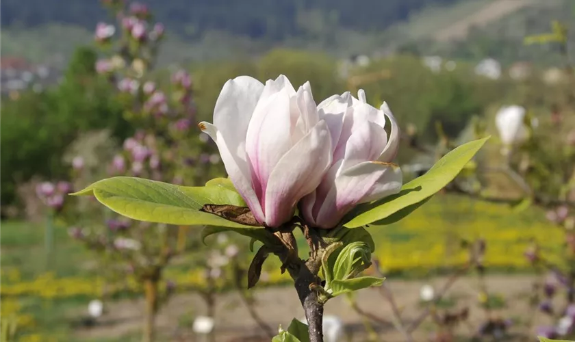 Magnolia 'Pikards Maime'