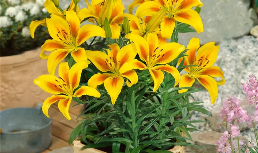 Lilium 'Painted Pixie'