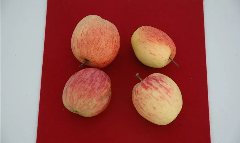 Malus domestica 'Rotgestreifte Gelbe Schafsnase'