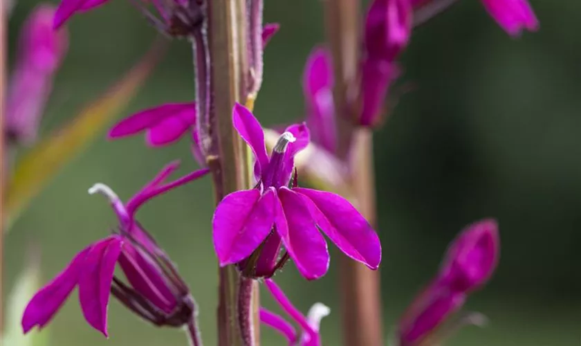 Lobelia x gerardii 'Tania'