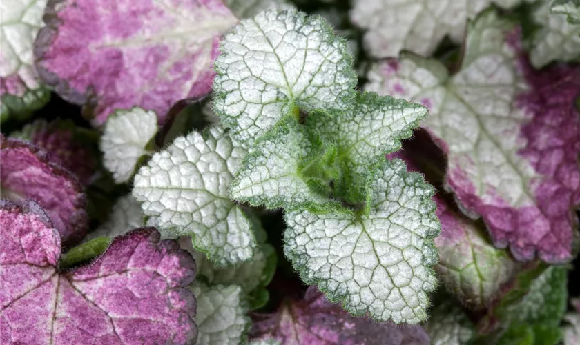 Lamium maculatum 'White Nancy'