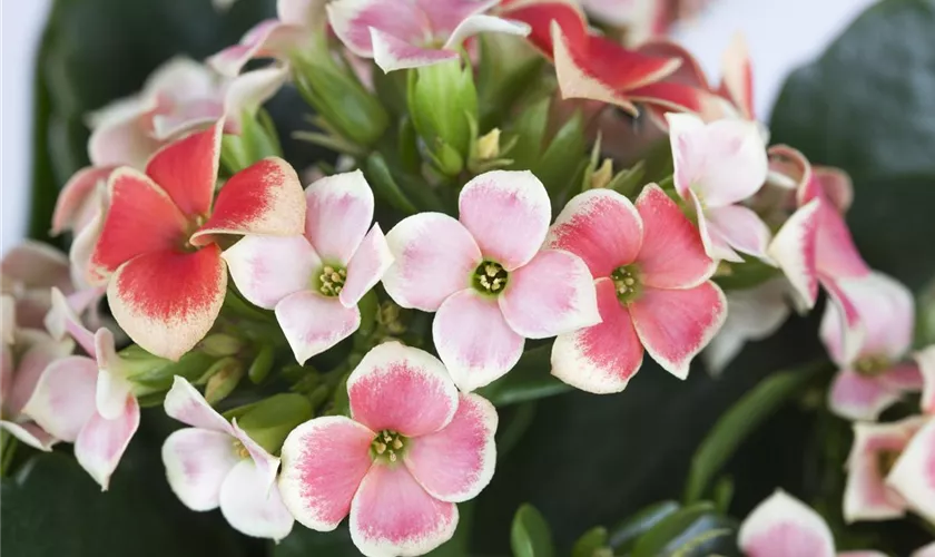 Kalanchoe blossfeldiana 'Sublime Piton'