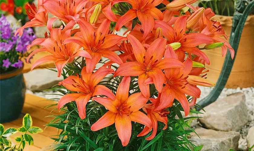 Lilium 'Peach Pixie'