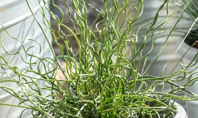 Juncus effusus 'Twister'