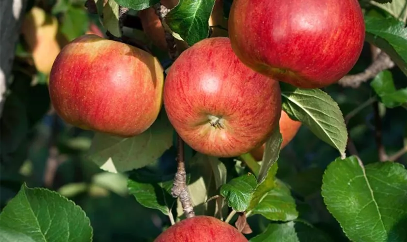 Apfel 'Freiherr von Berlepsch'